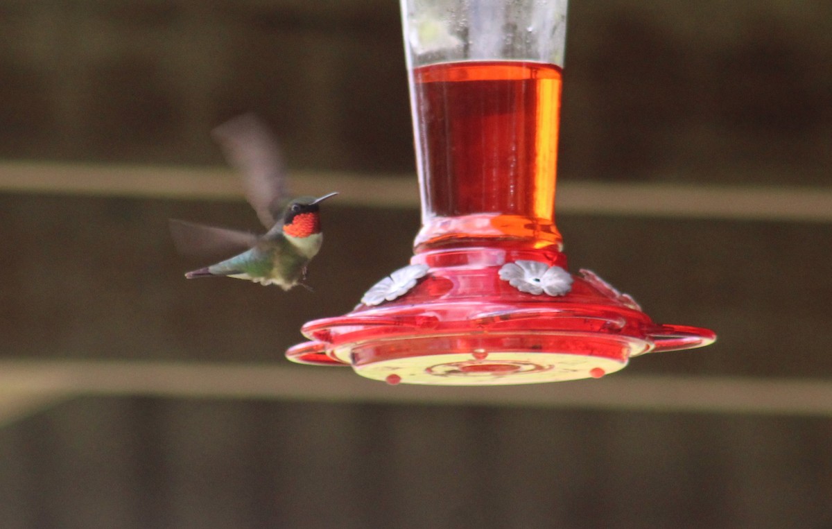 Ruby-throated Hummingbird - Mitch Foret