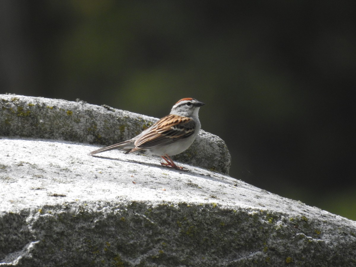 Chipping Sparrow - ML243412081