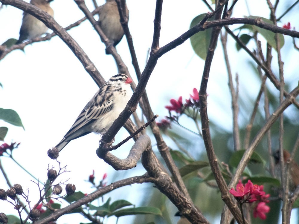 Pin-tailed Whydah - Ana Arguelles