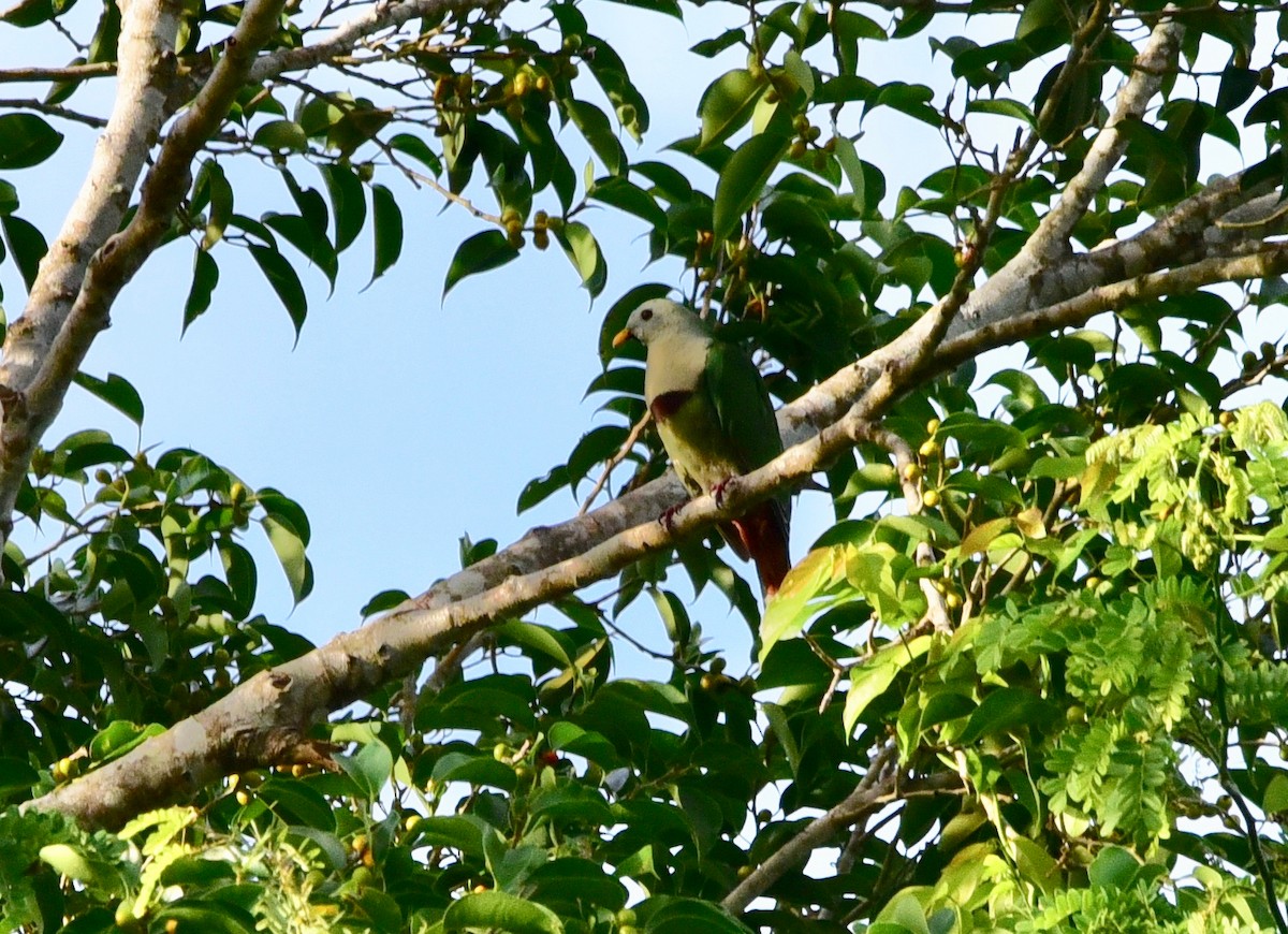 Black-chinned Fruit-Dove - Nats M