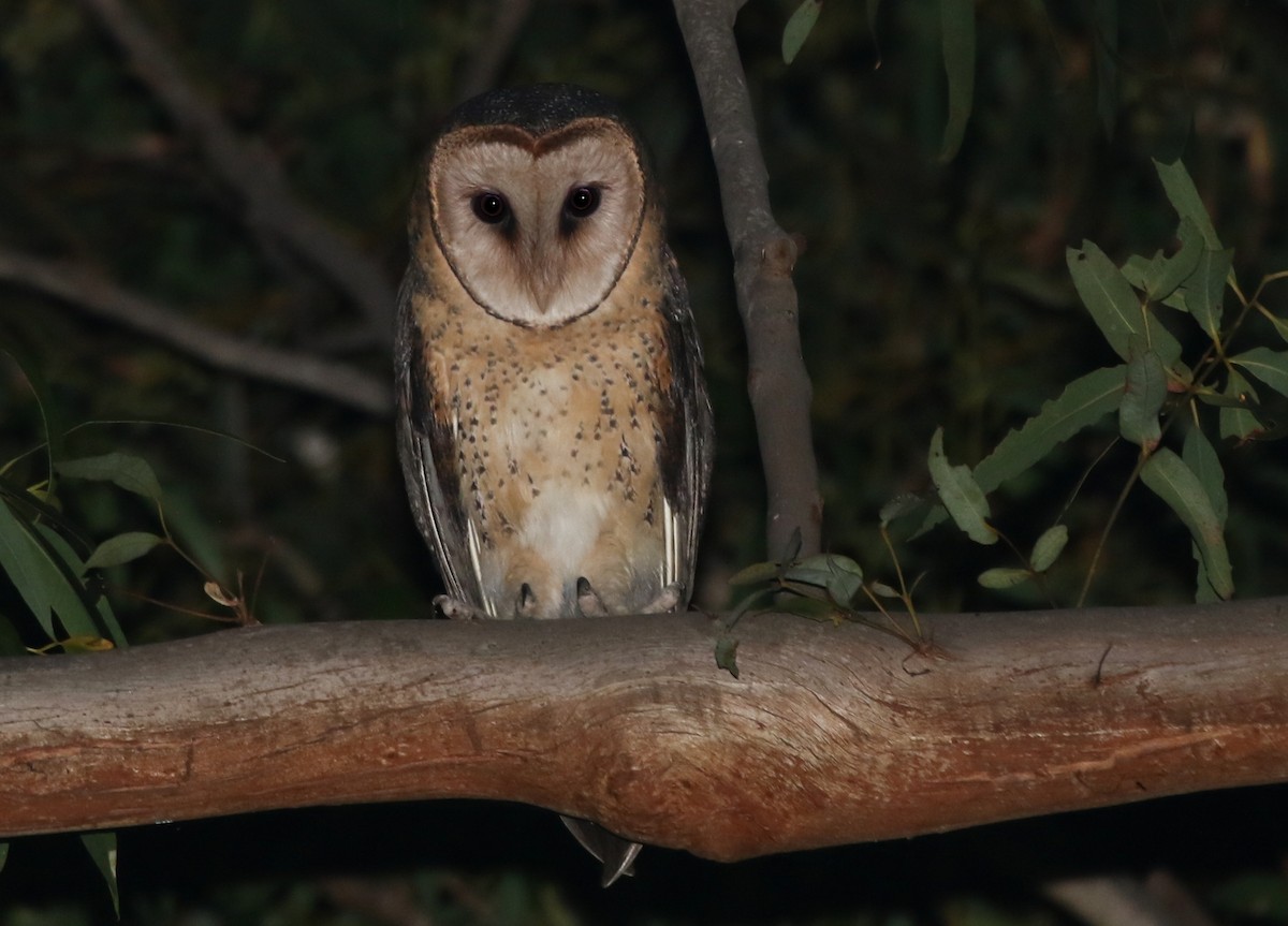 Australian Masked-Owl - ML243417991