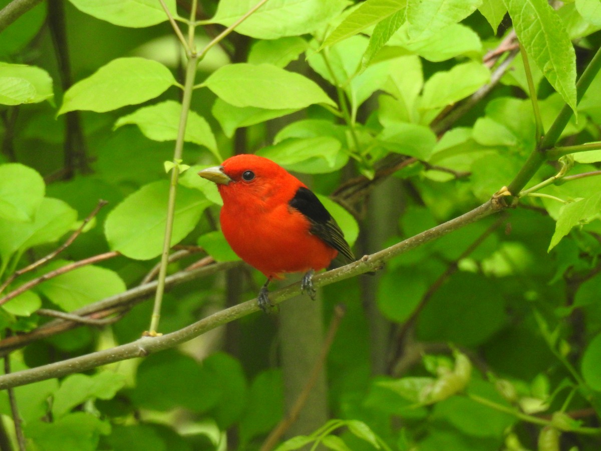 Scarlet Tanager - ML243419181