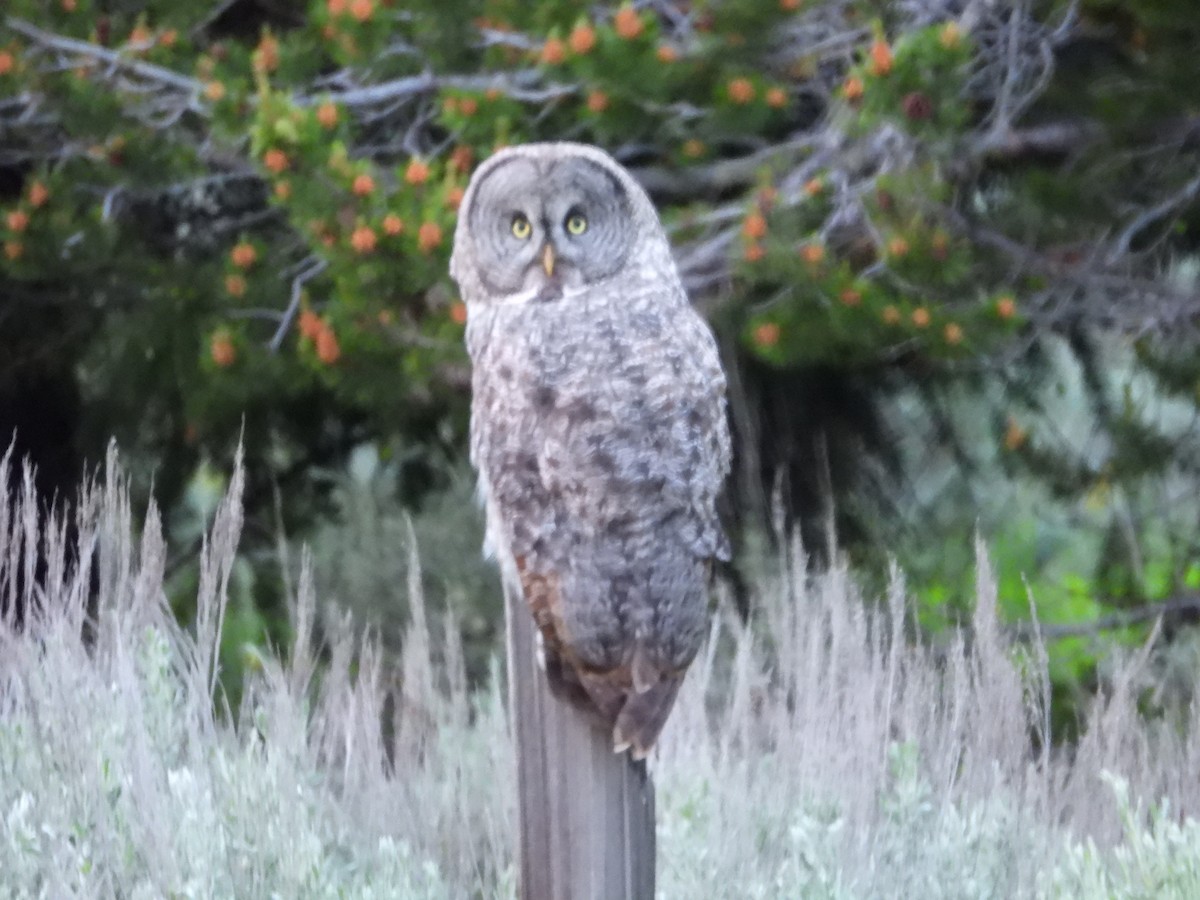 Great Gray Owl - ML243422301