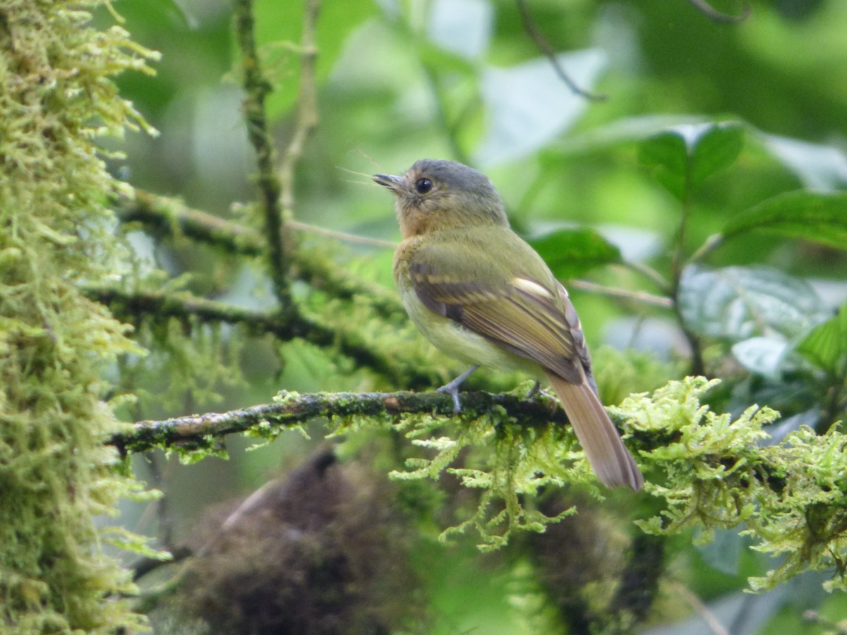 Rufous-breasted Flycatcher - ML243423611