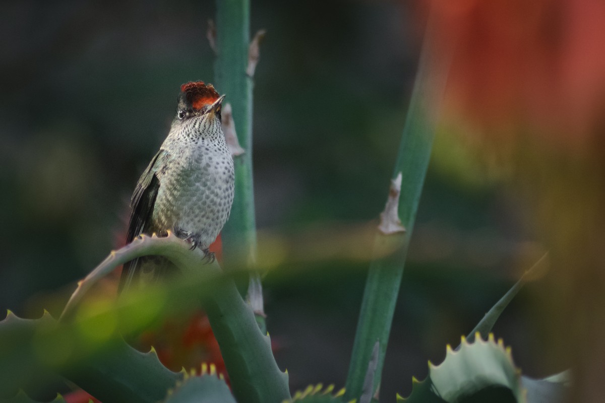 Green-backed Firecrown - ML243425971