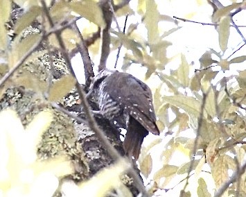 Arizona Woodpecker - ML243426471