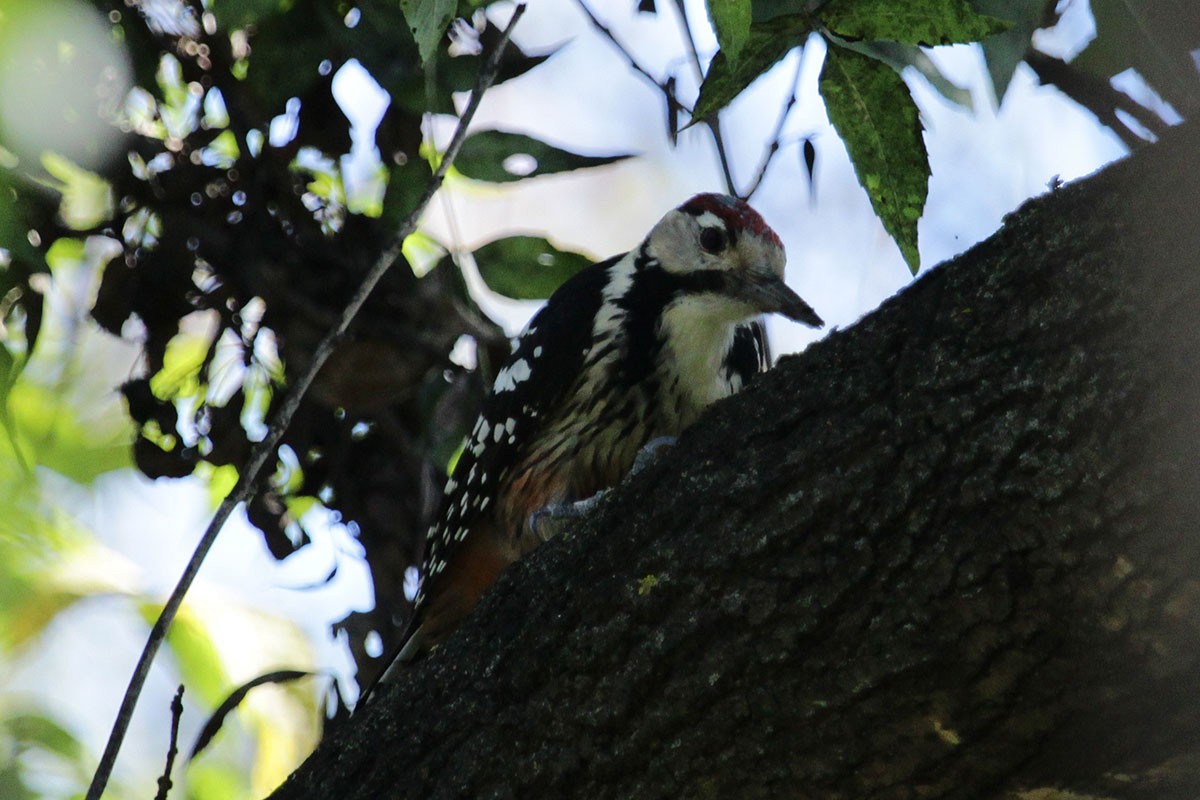 White-backed Woodpecker - ML24342891