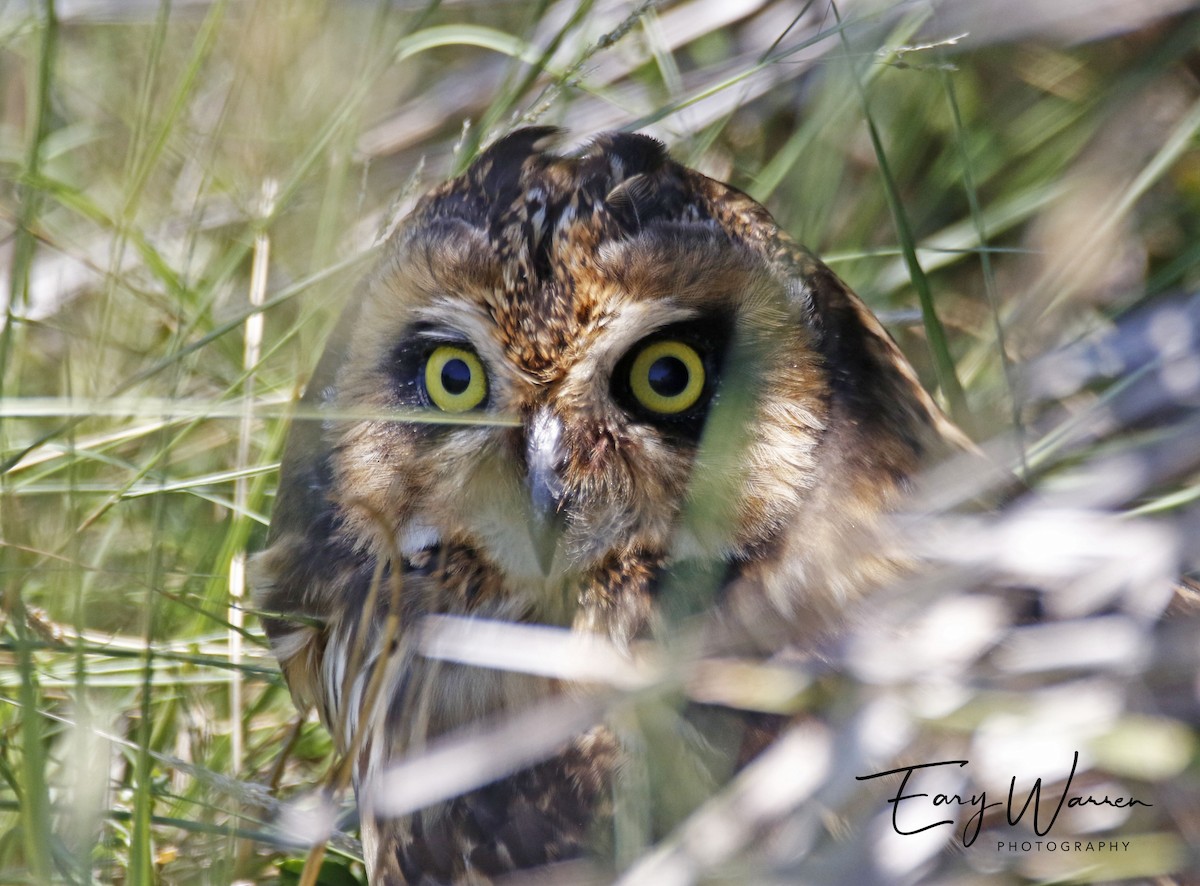 Short-eared Owl (Antillean) - ML243430721