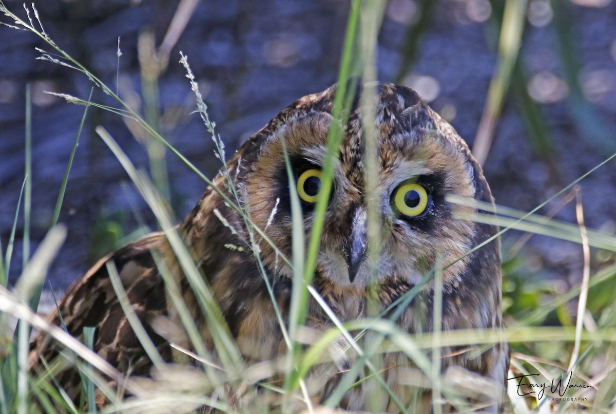 Short-eared Owl (Antillean) - ML243430731