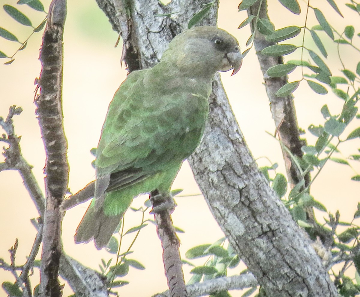 Brown-headed Parrot - Tanya Hattingh