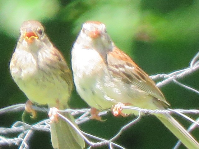 Field Sparrow - ML243442551