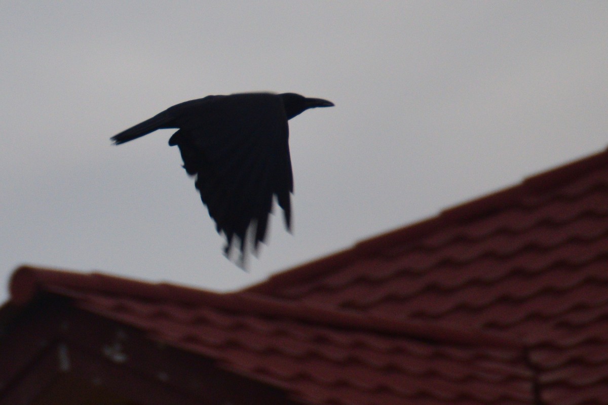 Slender-billed Crow - Ben  Lucking