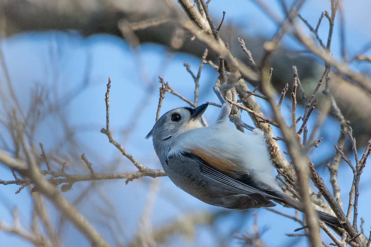 Tufted Titmouse - Mike Stewart