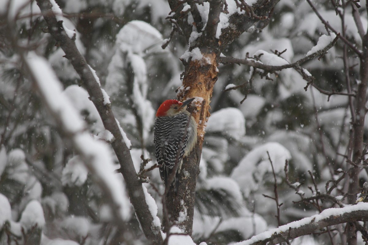 Red-bellied Woodpecker - Vicki  Olsen
