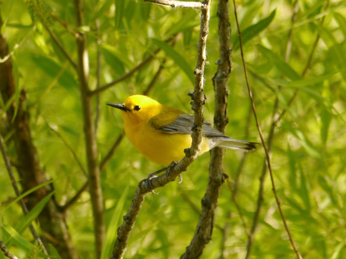 Prothonotary Warbler - Tom Ostrand