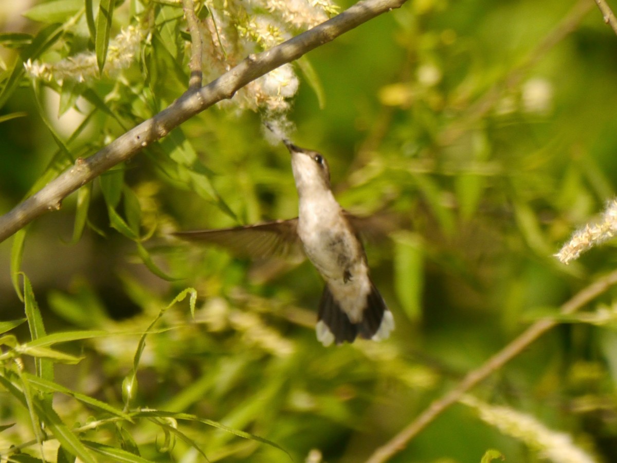 Ruby-throated Hummingbird - Tom Ostrand