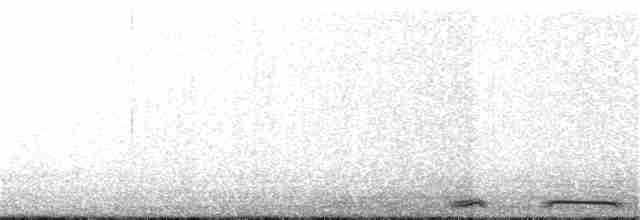 Белокрылая горлица - ML243445961