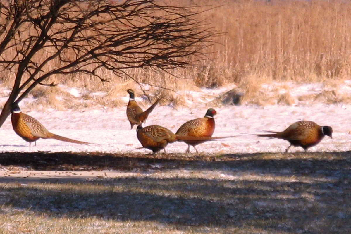 Ring-necked Pheasant - Dori Eldridge