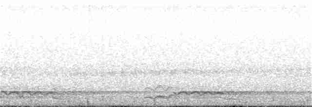 Plongeon huard - ML243448701