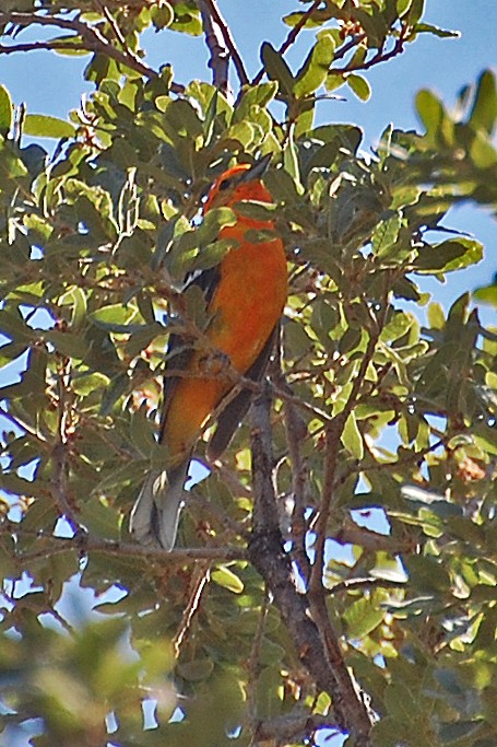 Flame-colored Tanager - ML243455001