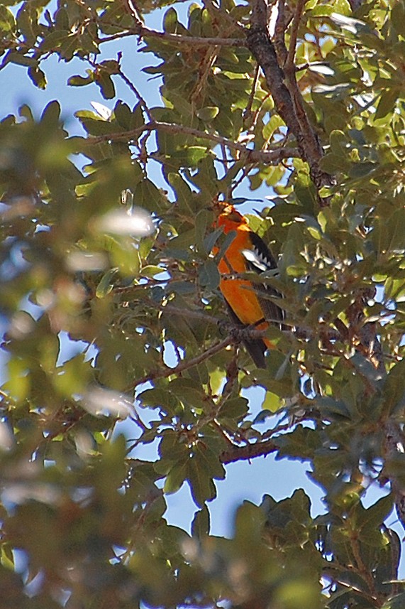 Flame-colored Tanager - ML243455011