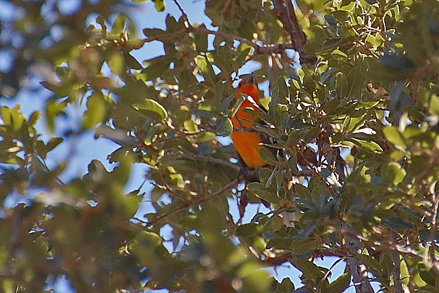 Flame-colored Tanager - ML243455021