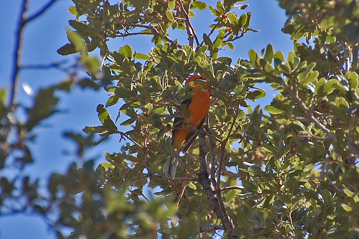 Flame-colored Tanager - Christian Newton