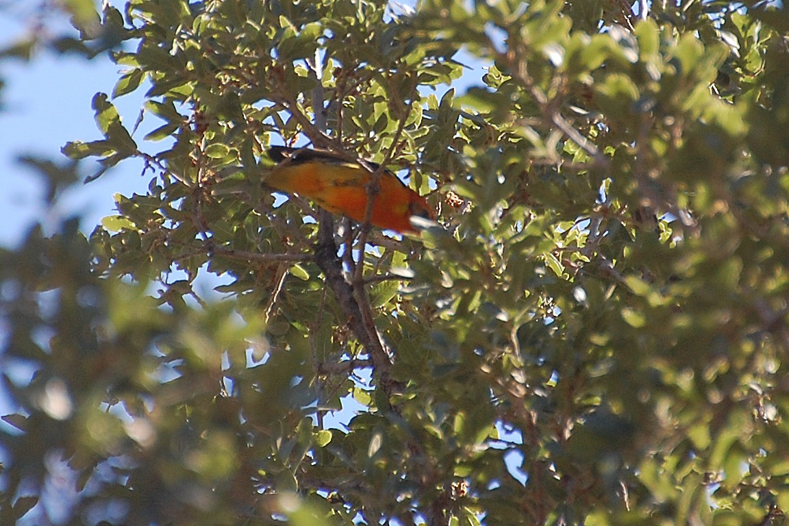 Flame-colored Tanager - ML243455051