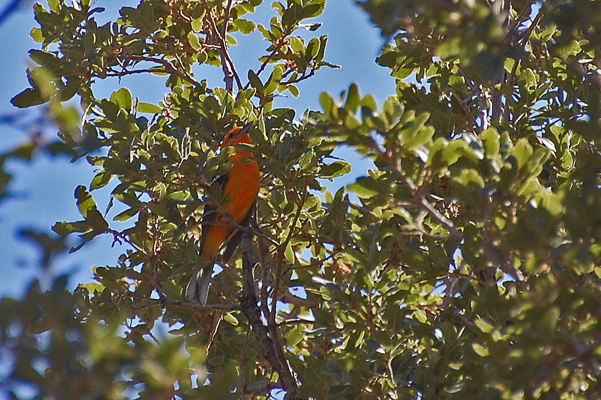Flame-colored Tanager - ML243455071