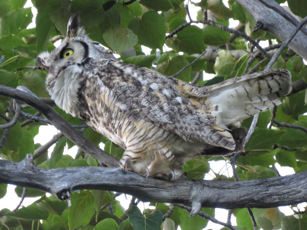 Great Horned Owl - ML243455301