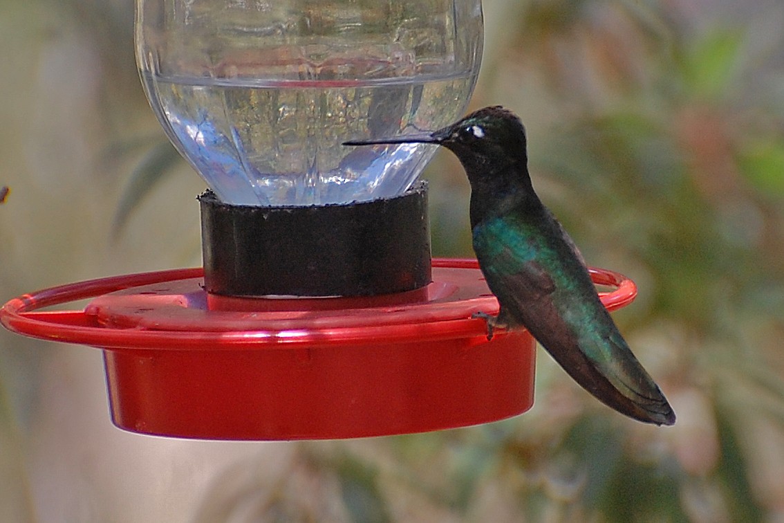 Rivoli's Hummingbird - ML243455311