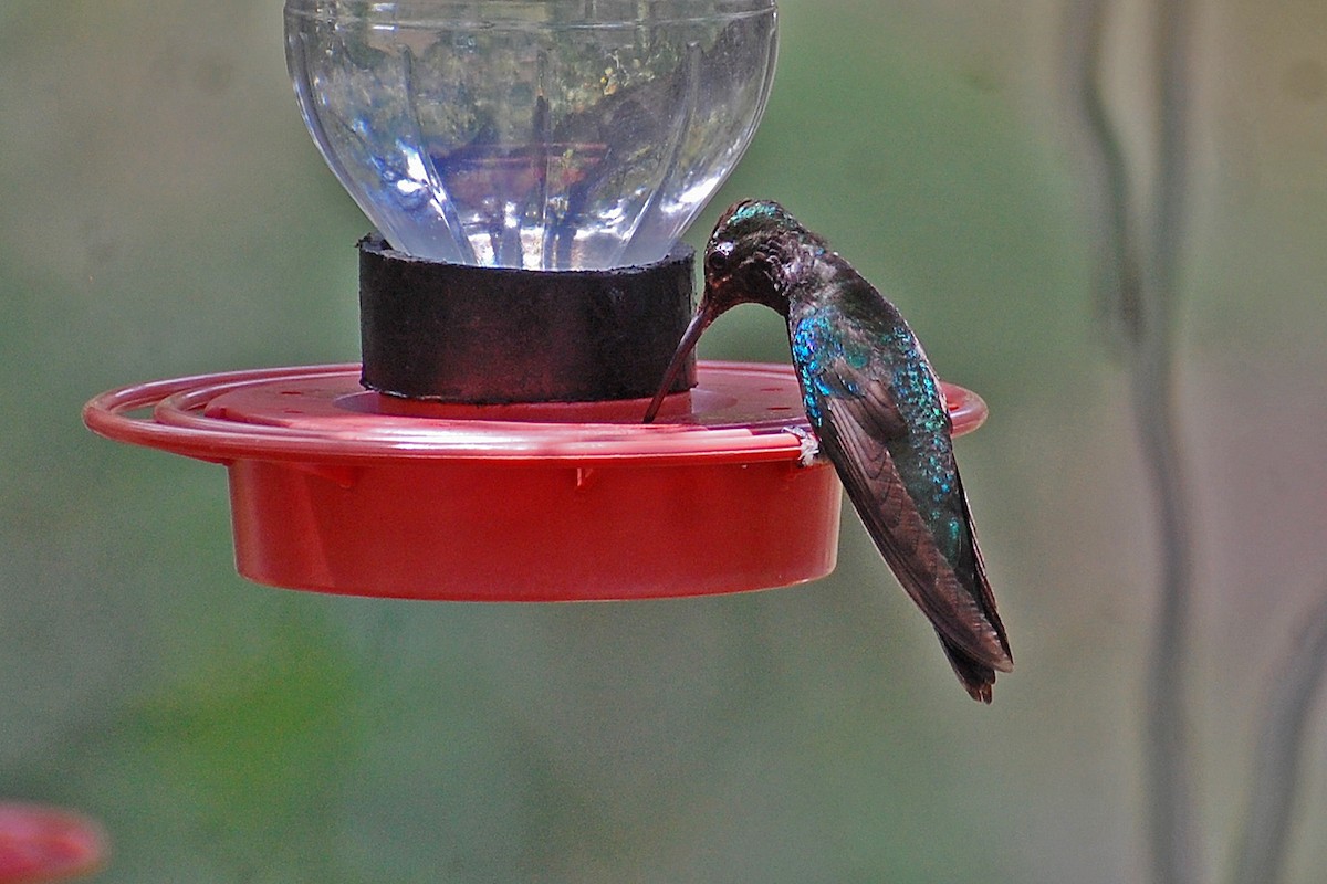 Rivoli's Hummingbird - Christian Newton