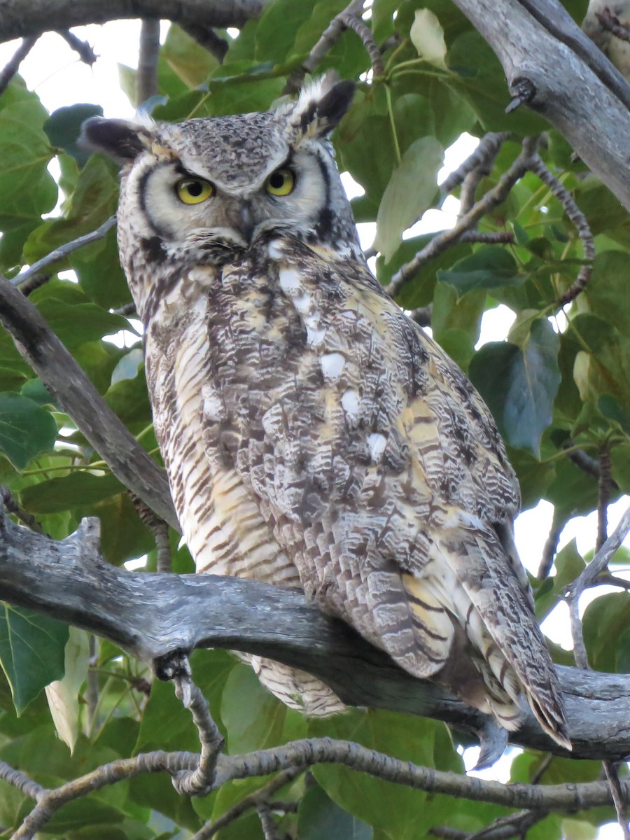 Great Horned Owl - ML243455331
