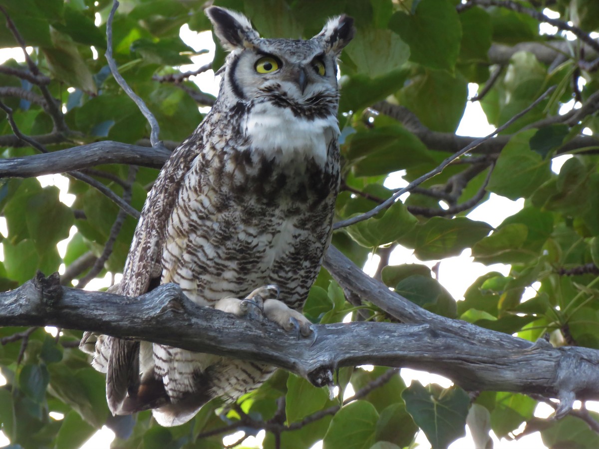 Great Horned Owl - ML243455341
