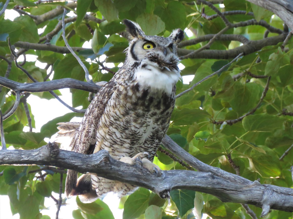 Great Horned Owl - ML243455401