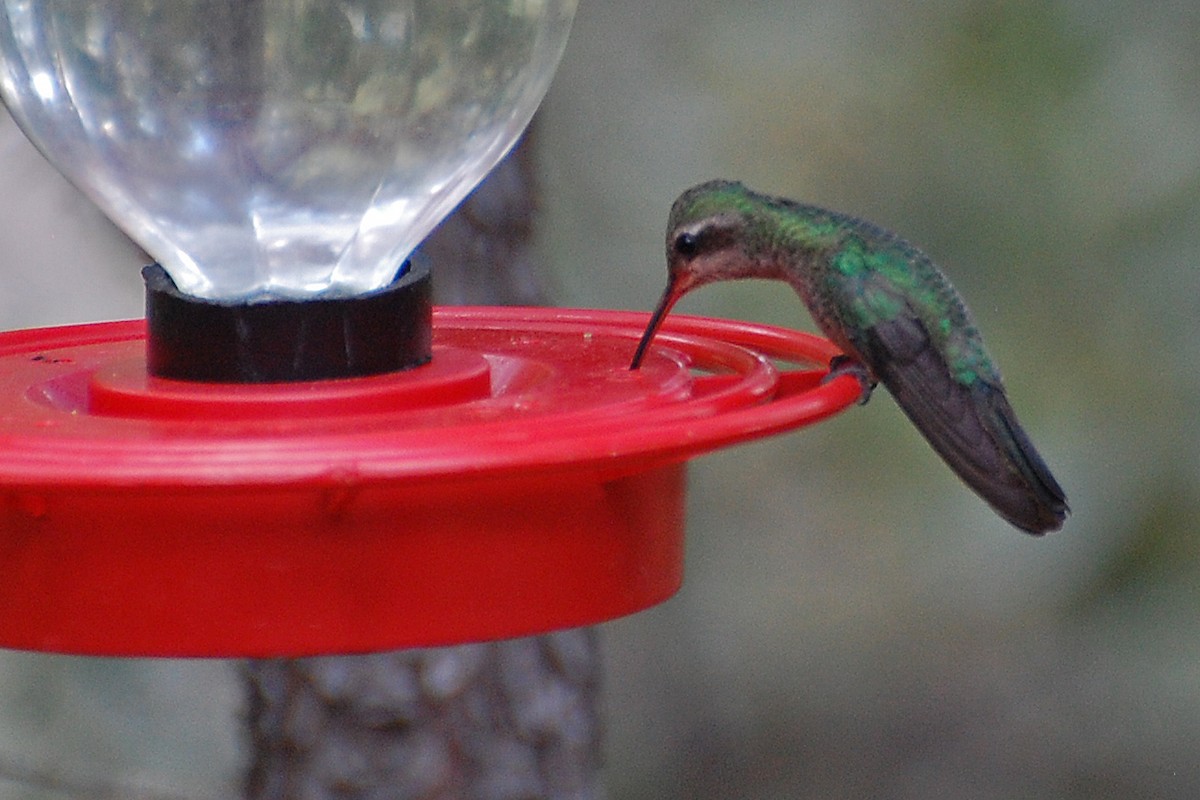 Broad-billed Hummingbird - ML243455521