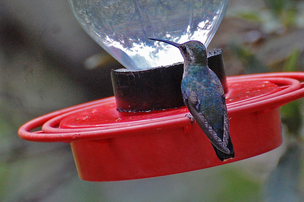 Broad-billed Hummingbird - ML243455531