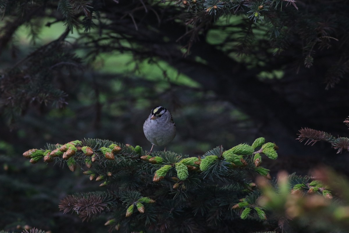 White-crowned x Golden-crowned Sparrow (hybrid) - ML243458181