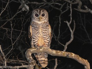 Chaco Owl Strix chacoensis Birds of the World