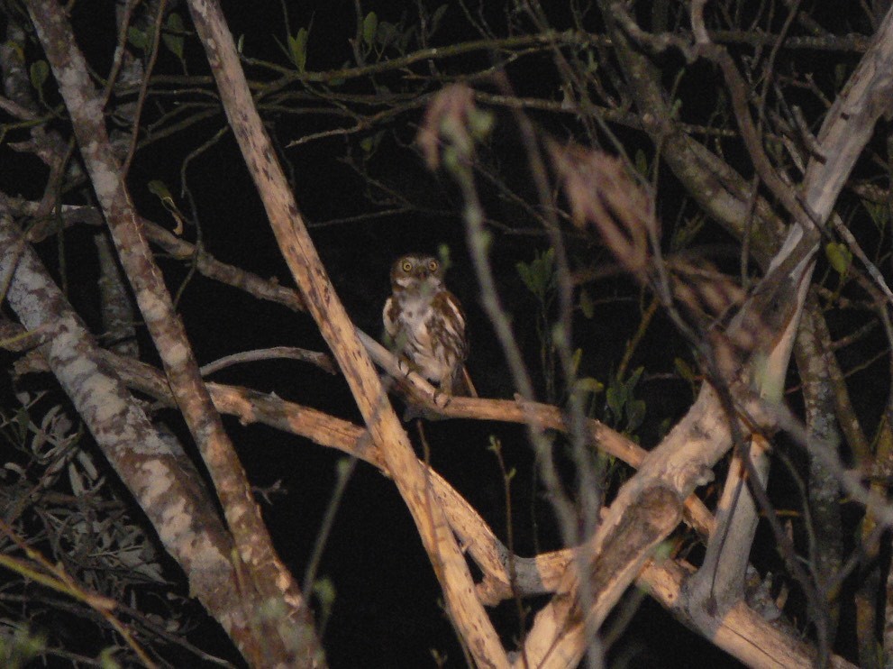 Ferruginous Pygmy-Owl - ML24346071