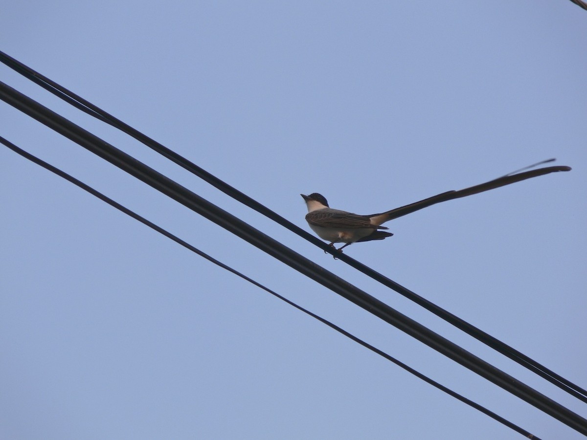 Fork-tailed Flycatcher - Michelle Martin