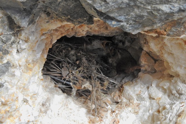 Adult feeding nestlings; June, California, United States. - Canyon Wren - 