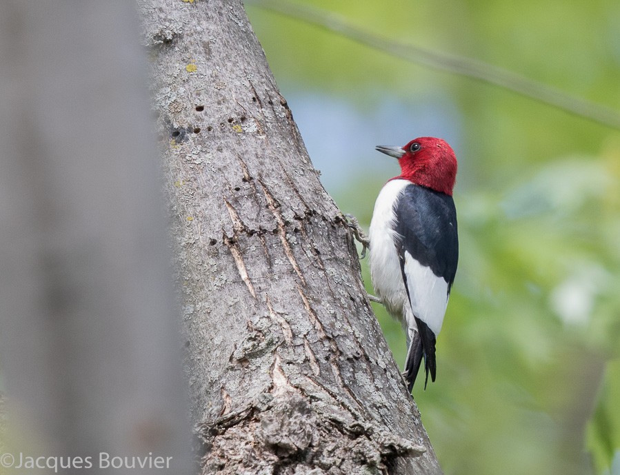 Red-headed Woodpecker - Jacques Bouvier