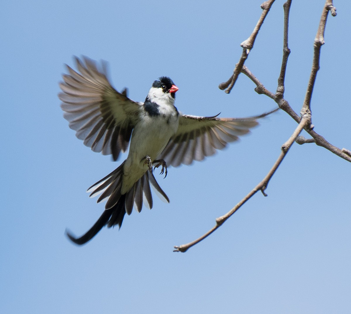 Pin-tailed Whydah - ML243463511