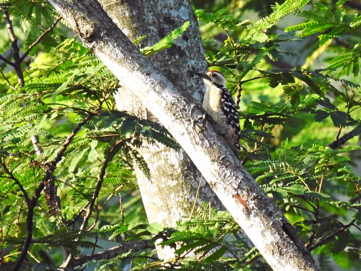 Freckle-breasted Woodpecker - Wibowo Djatmiko
