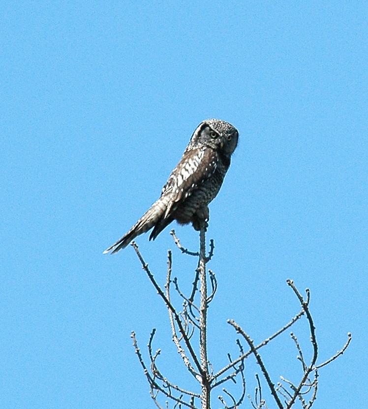 Northern Hawk Owl - ML24346991