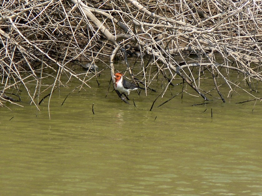 Red-crested Cardinal - ML24347031