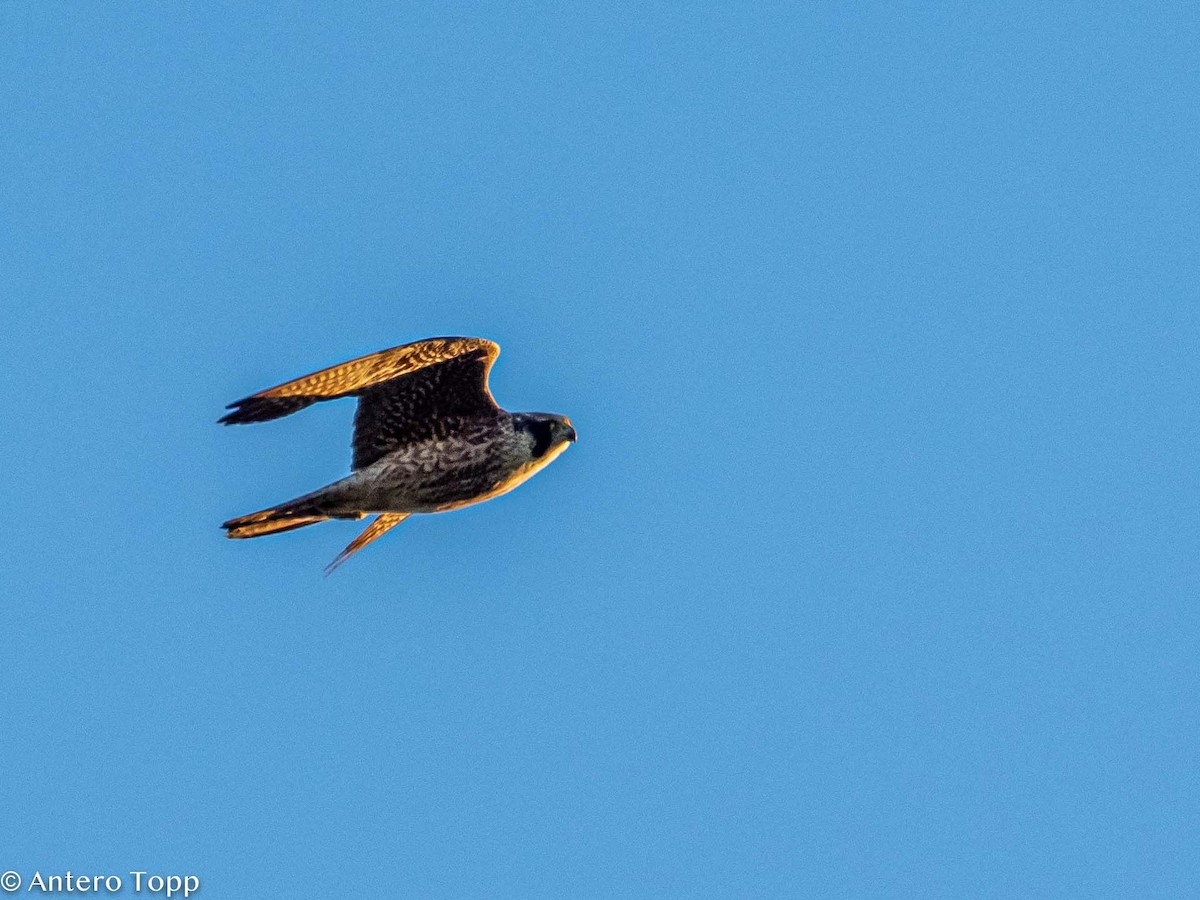 Peregrine Falcon - Antero Topp