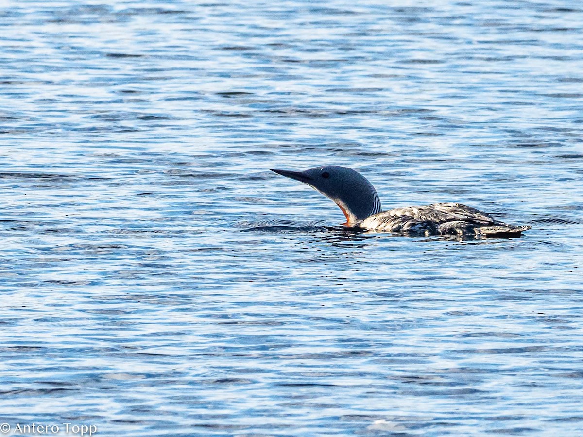Red-throated Loon - Antero Topp