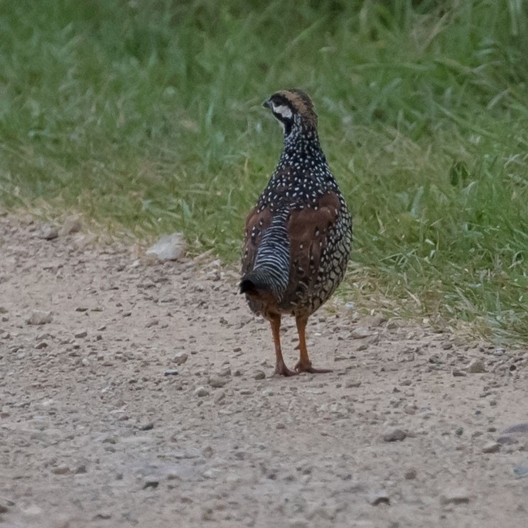 Chinese Francolin - ML243475671